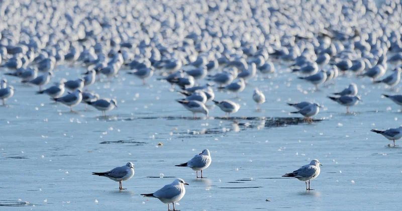Choisir son assistant : le piège de l'écosystème